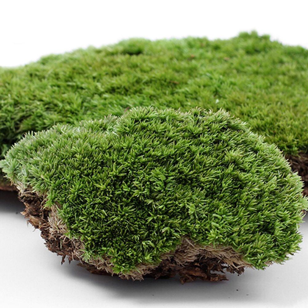 造花,緑の草,モス植物の装飾,家,パーティーの装飾,妖精の魚 - Terrarium Moss Art のレビューと価格