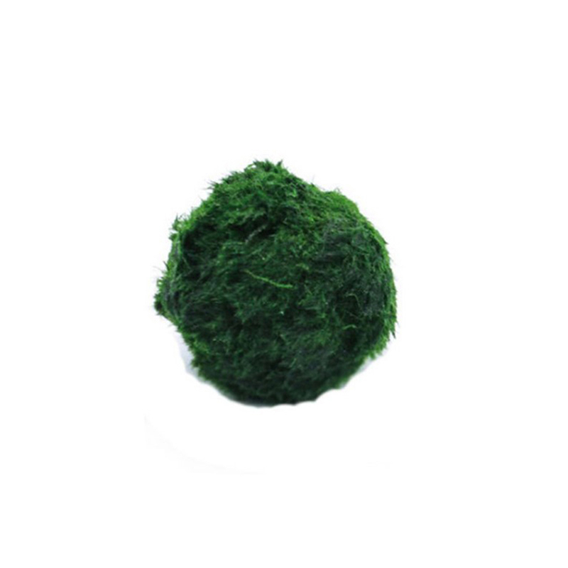 マリモモスボール 生きた水槽植物 藻類 魚 エビ 水槽飾り  - Terrarium Moss Art のレビューと価格