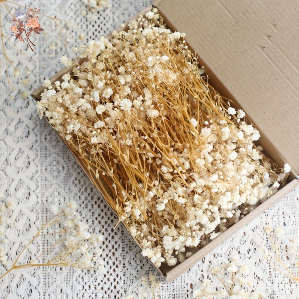 100個入りミニドライカスミソウ、レジン工芸DIY、家の装飾 - Resin Craft Ideas のレビューと価格